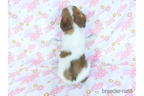 成約済の千葉県のチワワ(ロングコート)-153276の2枚目